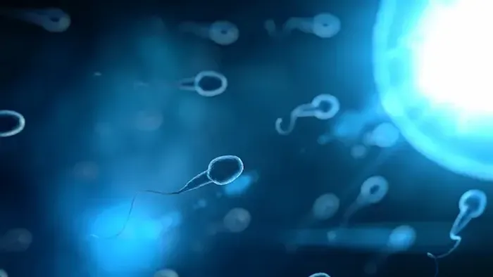 Sperm Go After Hysterectomy